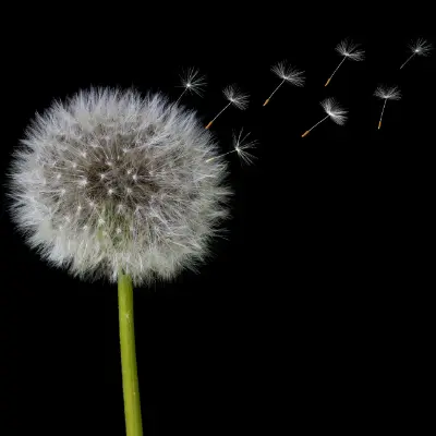 Dandelion in seed, with seeds flying off, silhoutted against a black background.
