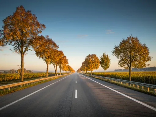 NTS A straight road, between trees, narrowing to the horizon.