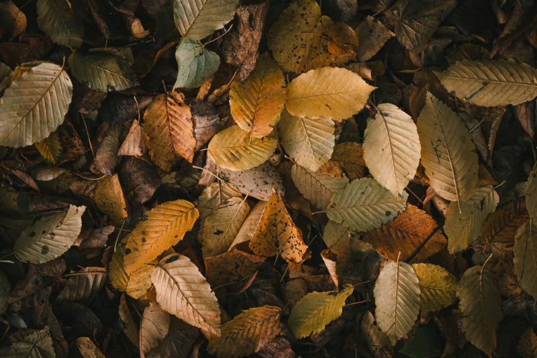 Autumn Gathers Us Inward